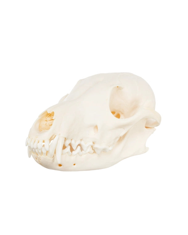 Real fox skull