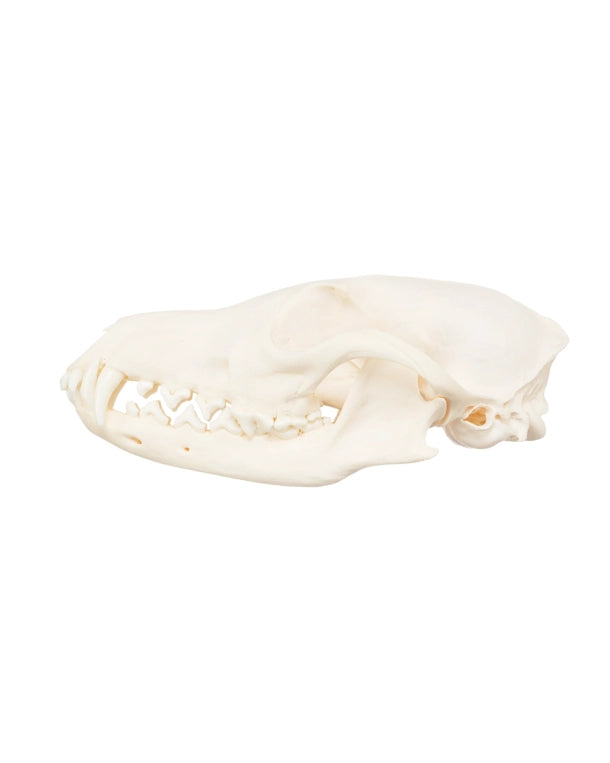 Real fox skull