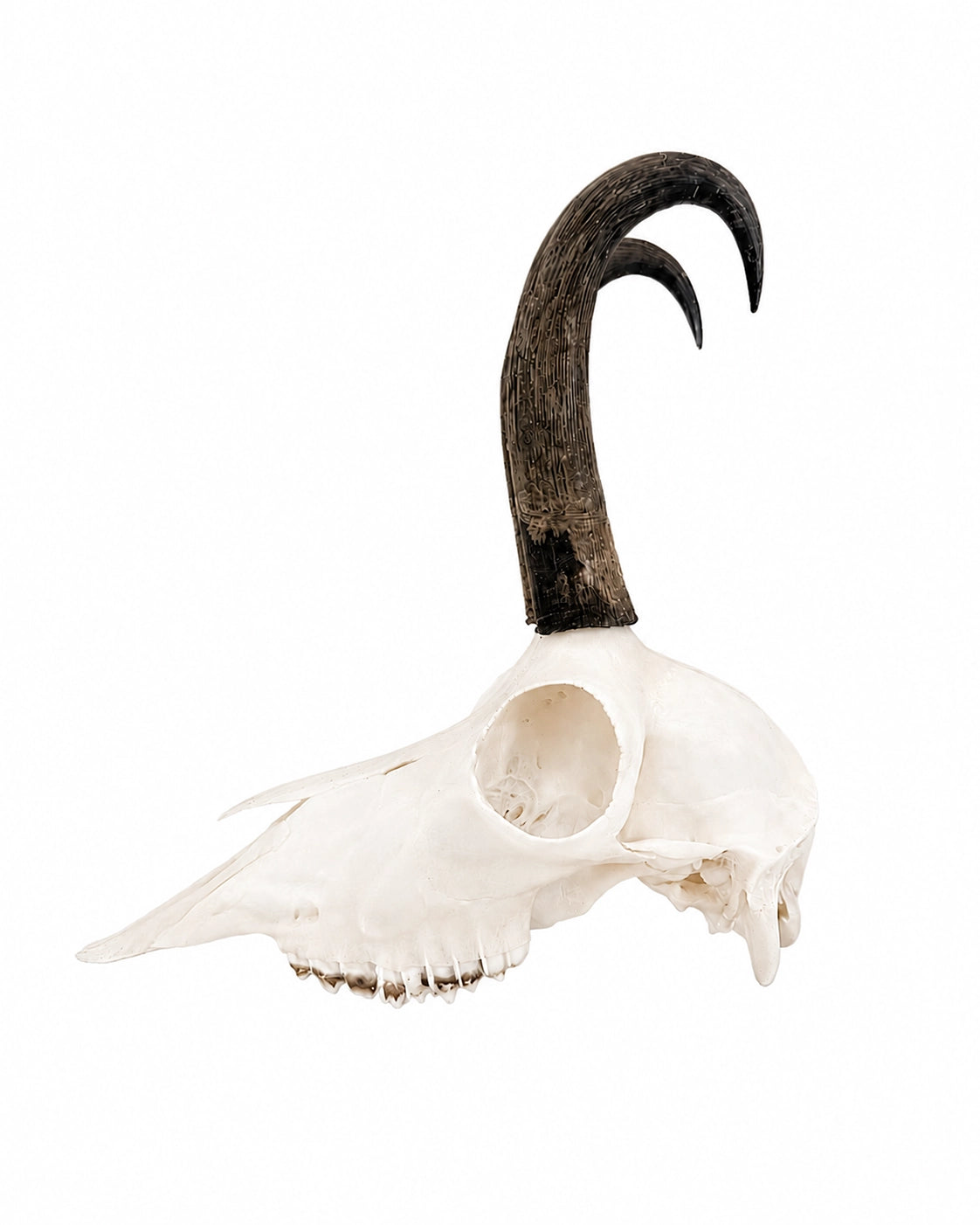 Außergewöhnliche Gams Trophäe mit deformiertem Horn und normalem Gegenhorn