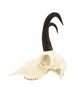 Europäische Gämse mit asymmetrischer Hornform als seltenes Naturzeugnis