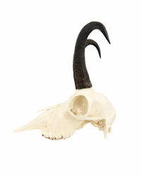 Europäische Gämse mit asymmetrischer Hornform als seltenes Naturzeugnis