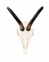 Gams Trophäe mit ungewöhnlicher Entwicklung eines Horns und normalem Gegenhorn