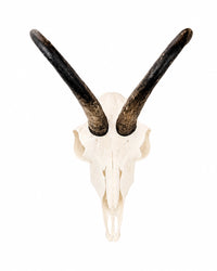 Gams Trophäe mit ungewöhnlicher Entwicklung eines Horns und normalem Gegenhorn