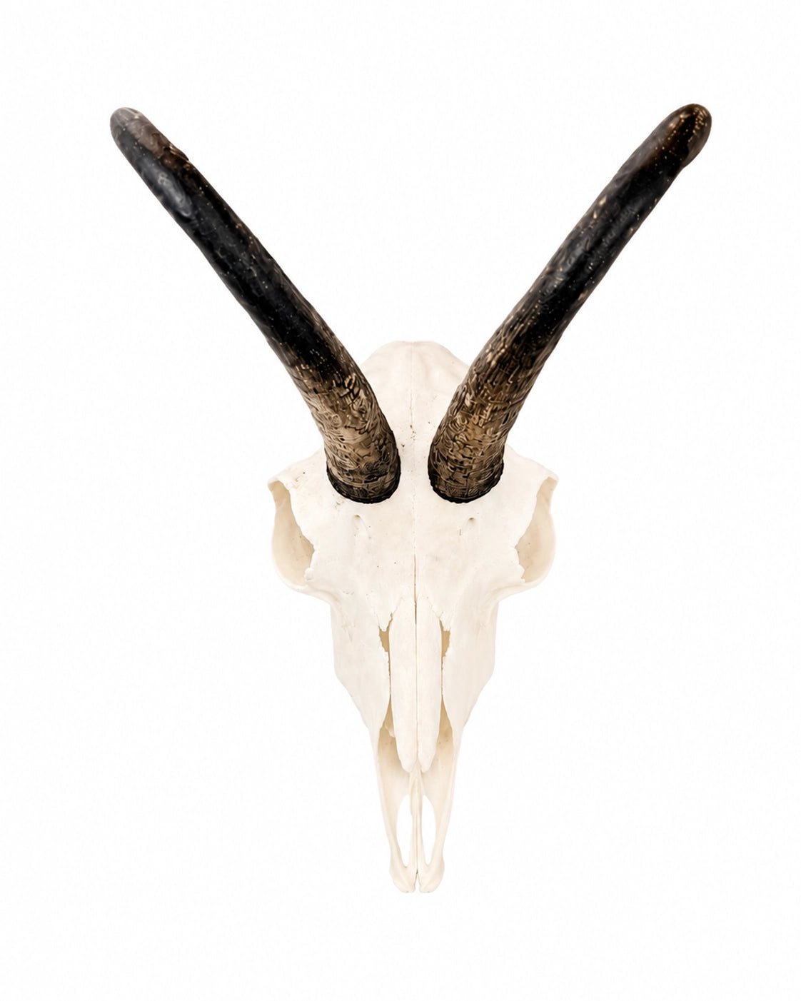 Gams Trophäe mit ungewöhnlicher Entwicklung eines Horns und normalem Gegenhorn