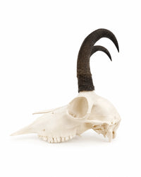 Schädel einer Europäischen Gämse mit einem abnormen Horn und einem normalen Horn
