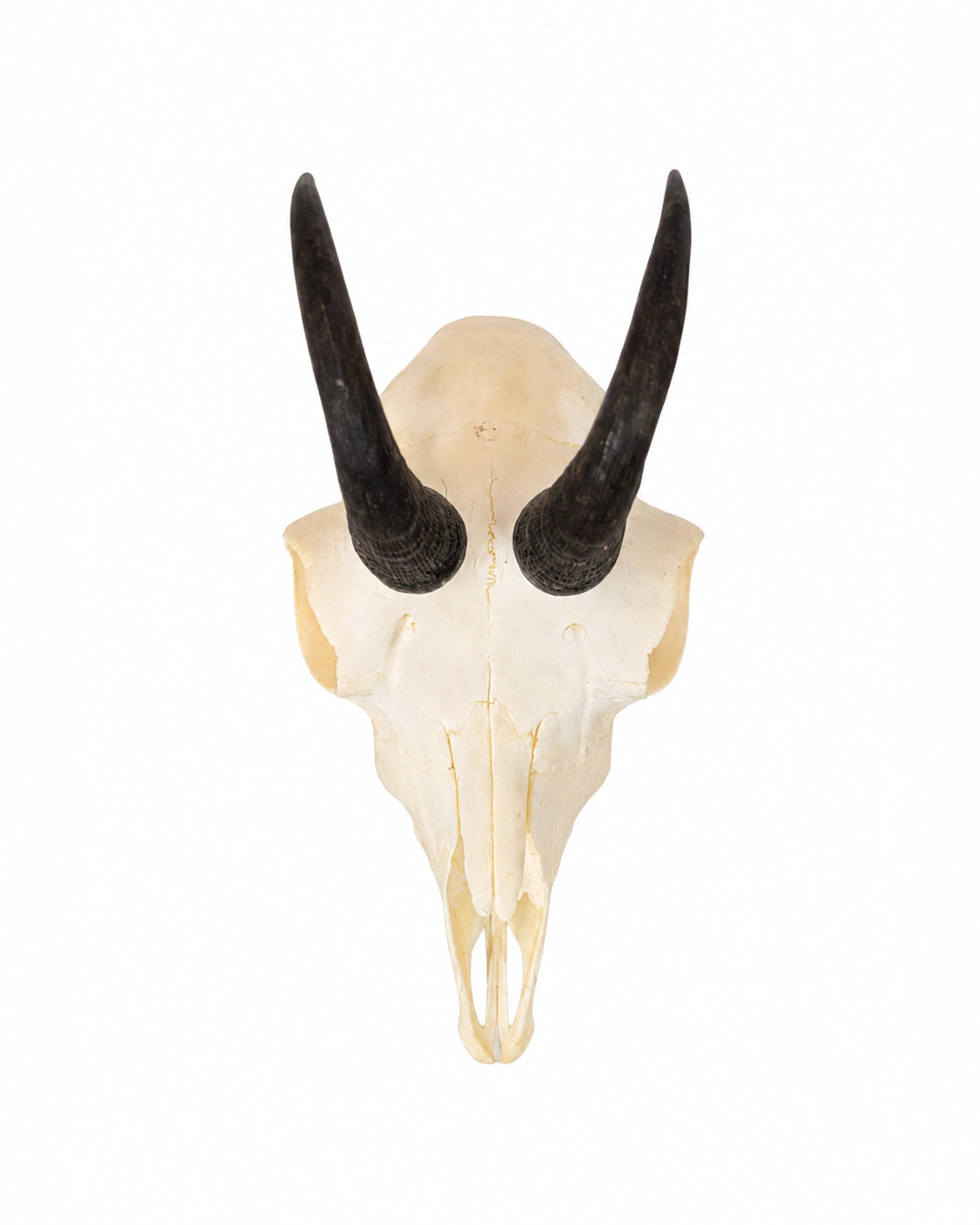Echter Gams Schädel