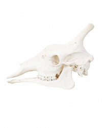Echter Giraffen Schädel kaufen bei SWISSskulls
