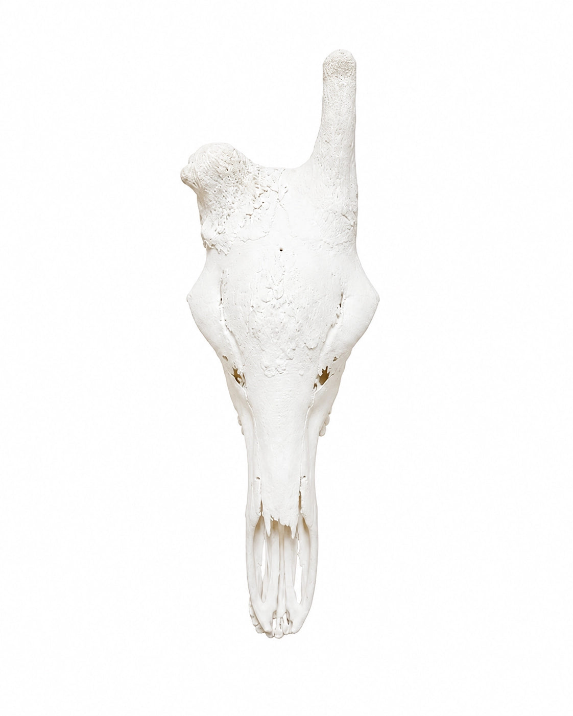 Echter Giraffen Schädel kaufen bei SWISSskulls