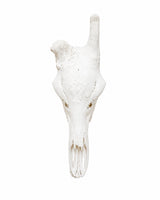 Echter Giraffen Schädel kaufen bei SWISSskulls