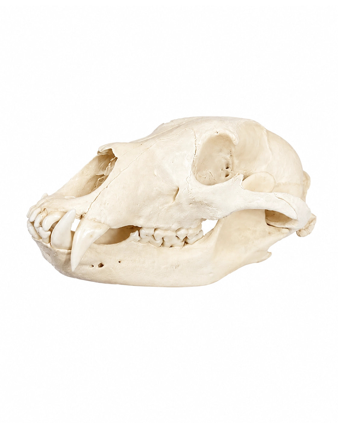 Echter Grizzlybären Schädel (Jungtier) kaufen bei SWISSskulls