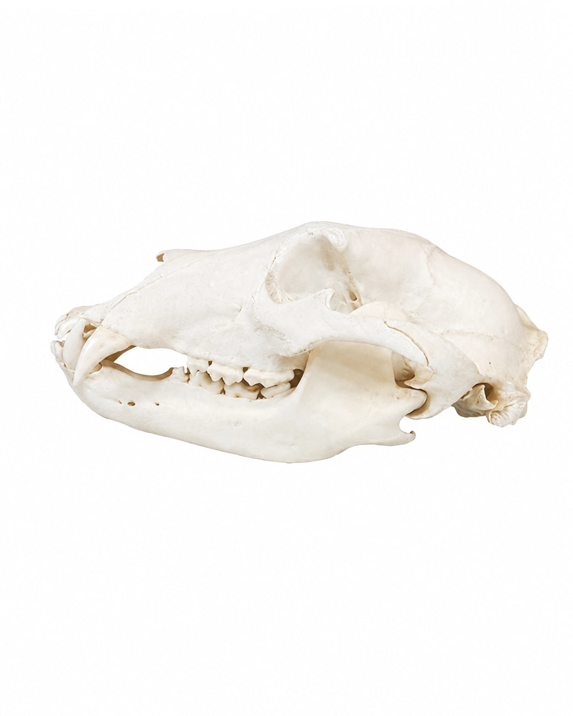 Echter Grizzlybären Schädel (Jungtier) kaufen bei SWISSskulls