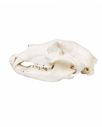 Echter Grizzlybären Schädel (Jungtier) kaufen bei SWISSskulls