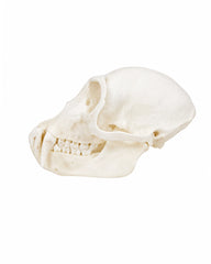 Genuine Green Monkey Skull