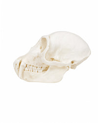 Genuine Green Monkey Skull