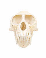 Genuine Green Monkey Skull