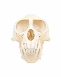 Genuine Green Monkey Skull