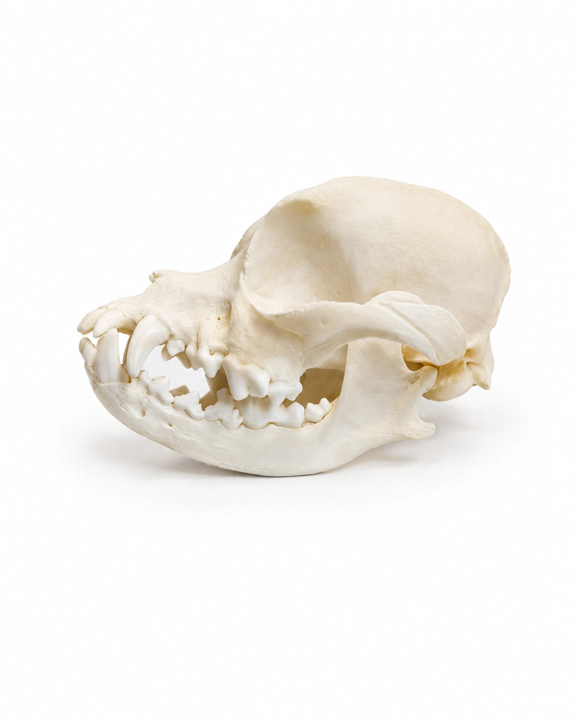 Echter Haushund Schädel eines (Mischling Hundes ) kaufen bei SWISSkulls International