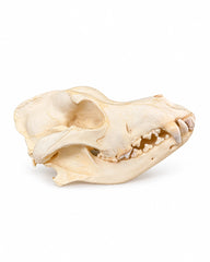 Rottweiler-Schädel mit Unterkiefer und sichtbarer Zahnreihe, Schnauze nach rechts
