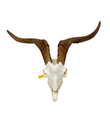 Real domestic goat skull