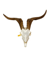 Real domestic goat skull
