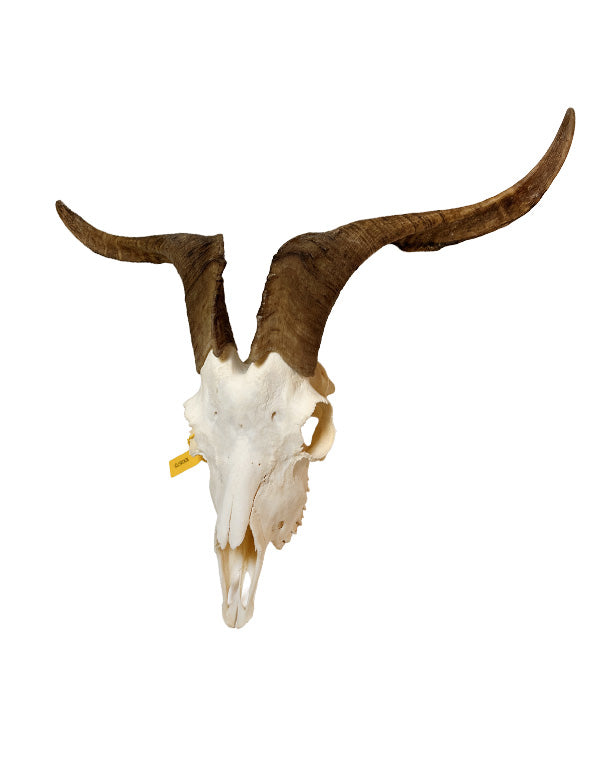 Real domestic goat skull