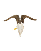 Real domestic goat skull