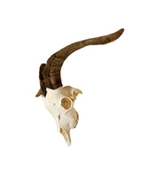 Real domestic goat skull