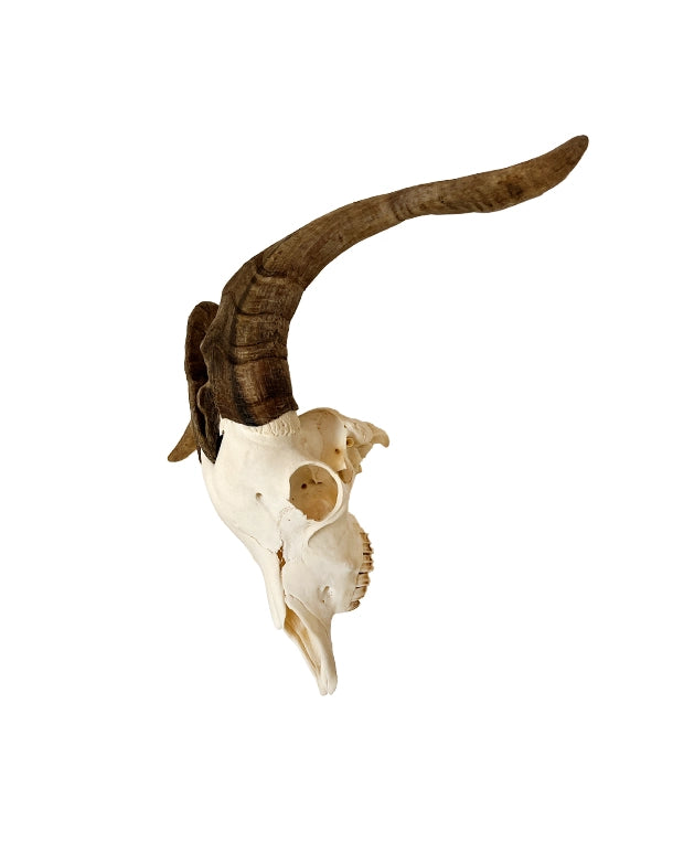 Real domestic goat skull