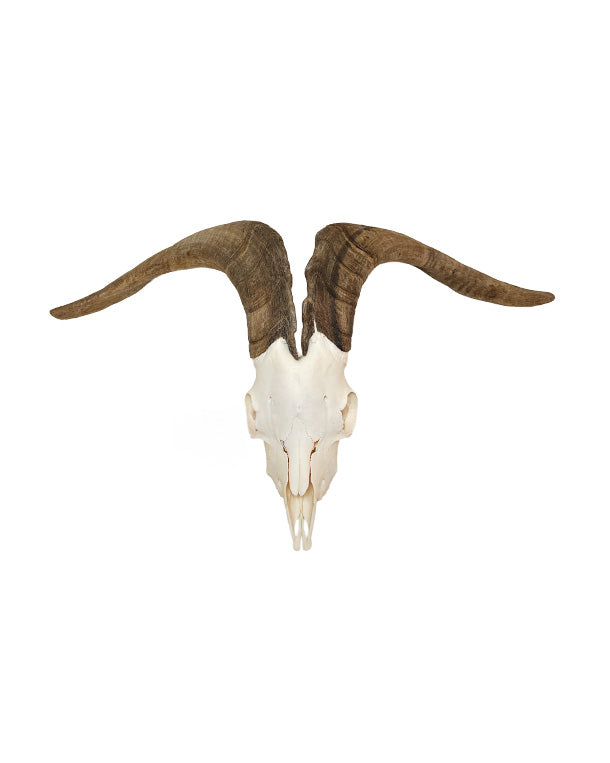Real domestic goat skull
