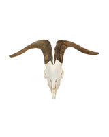 Real domestic goat skull