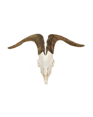 Real domestic goat skull