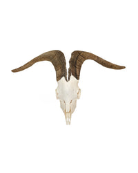 Real domestic goat skull