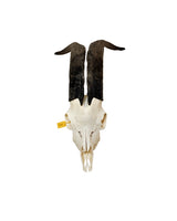 Real domestic goat skull