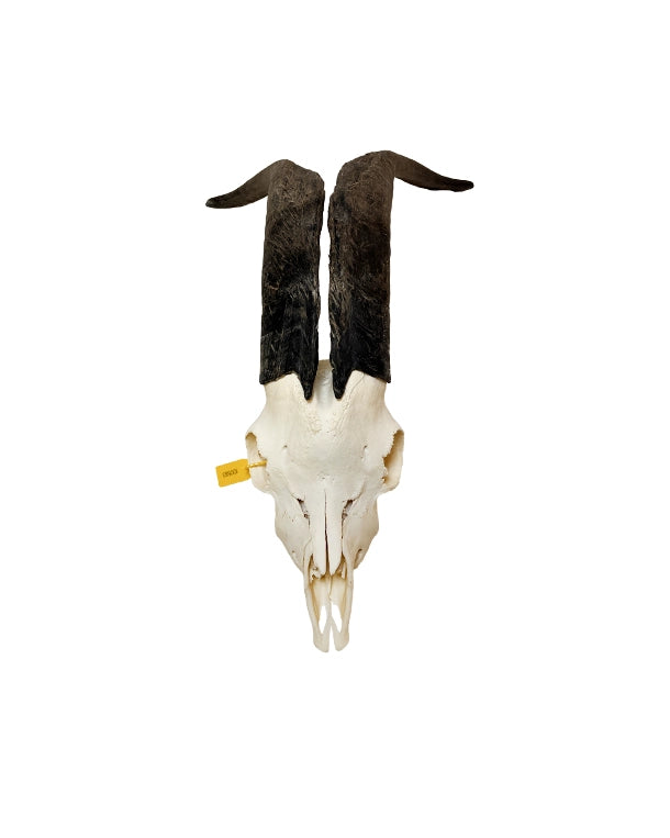 Real domestic goat skull