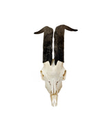 Real domestic goat skull