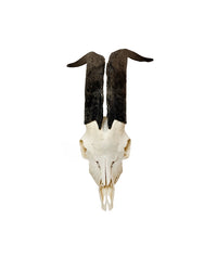 Real domestic goat skull