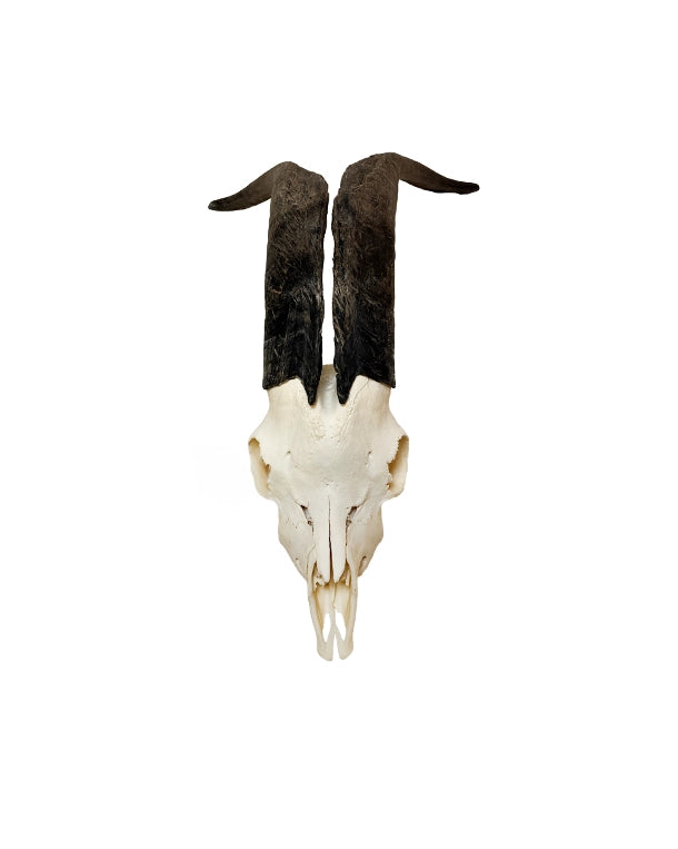Real domestic goat skull