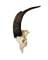 Real domestic goat skull