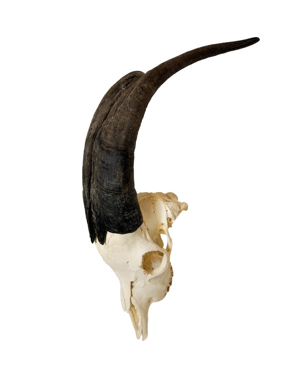 Real domestic goat skull