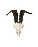 Real domestic goat skull