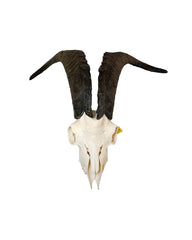 Real domestic goat skull