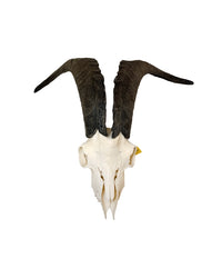 Real domestic goat skull