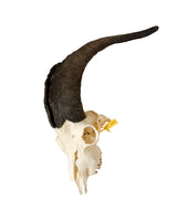 Real domestic goat skull