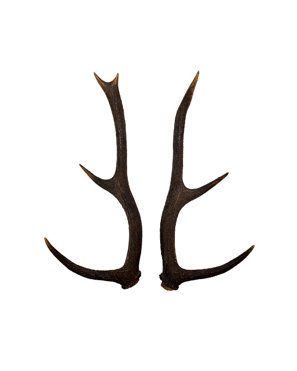 Echte Rothirsch Stangen paar