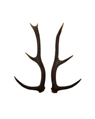 Echte Rothirsch Stangen paar