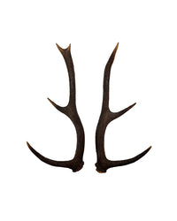 Echte Rothirsch Stangen paar