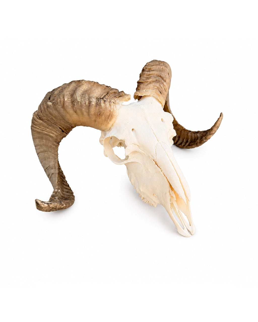 Echter Merinoschafbock Schädel