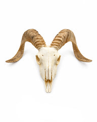 Echter Merinoschafbock Schädel