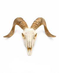 Echter Merinoschafbock Schädel