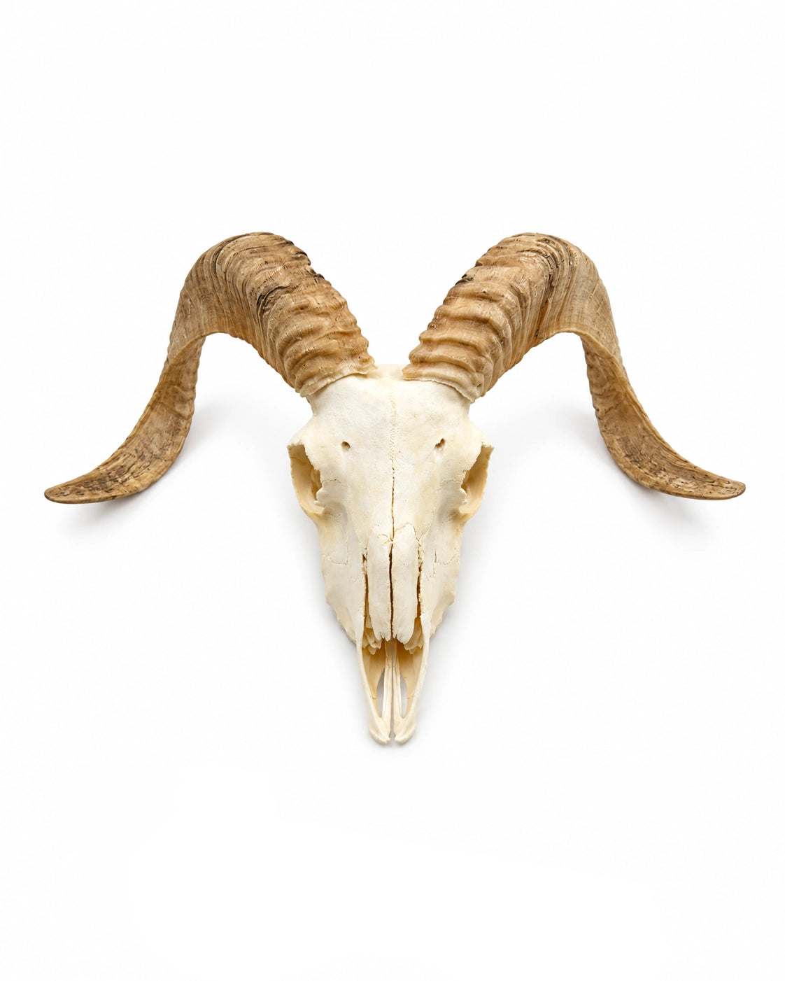 Echter Merinoschafbock Schädel